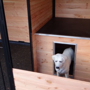 Wbudowane schronienie nocne w budach dla psów