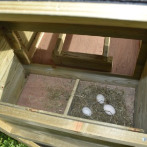 Gniazdo do składania jaj jest podzielone na 2 części