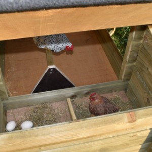 Gniazdo do składania jaj jest wyposażone w dach na zawiasach