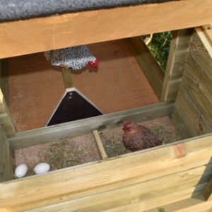 Gniazdo do składania jaj jest wyposażone w dach na zawiasach