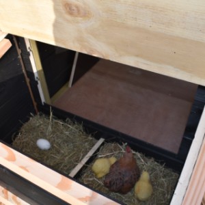 Gniazdo posiada dach na zawiasach, co ułatwia zbieranie jaj