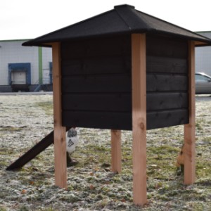 Dach kurnika Rosy jest pokryty czarną membraną dachową