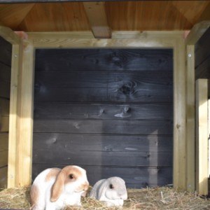 Budka dla królików Rosy posiada duże schronienie nocne