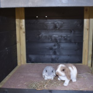 Budka dla królików Rosanne posiada przestronną budkę nocną