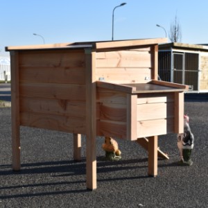 Zajrzyjmy za kulisy kurnika Chicky