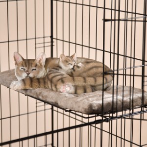Na miękkich półkach do leżenia w klatce dla kota Level Państwa koty mogą wspaniale odpoczywać!