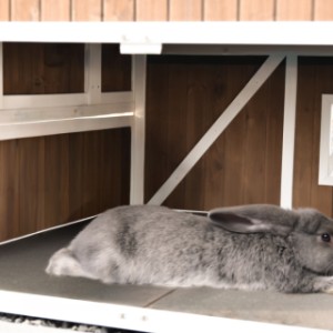 Przestronna część nocna, odpowiednia na przykład dla olbrzymów belgijskich