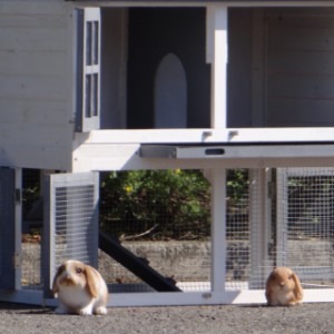 Ładny, mały domek dla królików na podwórko!