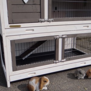 Schronisko dla królików Adrian jest wyposażone w 2 plastikowe szuflady